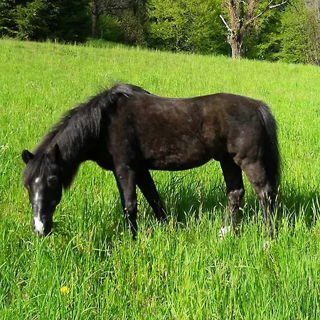 アパート Hoferpeterhof